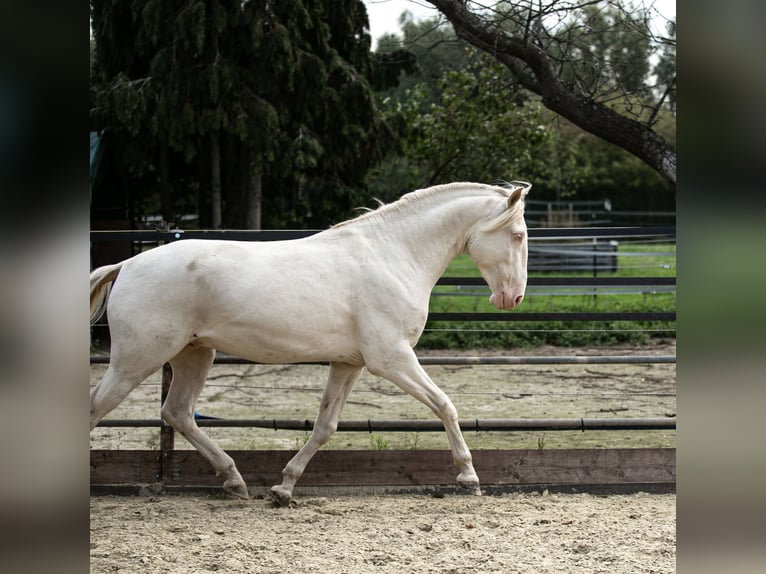 Lusitano Stallion 4 years 16 hh Perlino in Neukirchen-Vluyn
