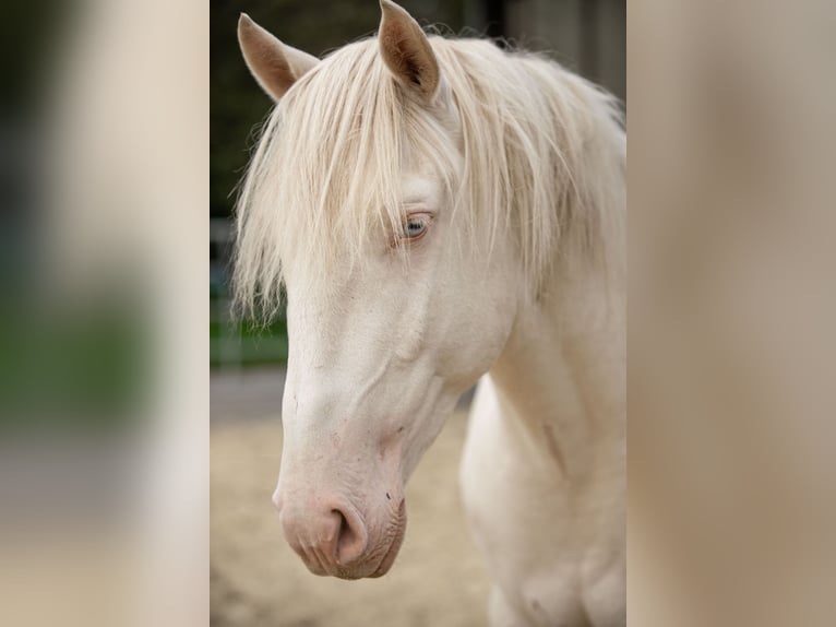 Lusitano Stallion 4 years 16 hh Perlino in Neukirchen-Vluyn