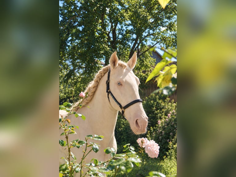 Lusitano Stallion 4 years 16 hh Perlino in Dirlewang
