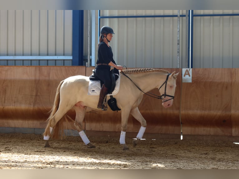 Lusitano Stallion 4 years 16 hh Perlino in Dirlewang