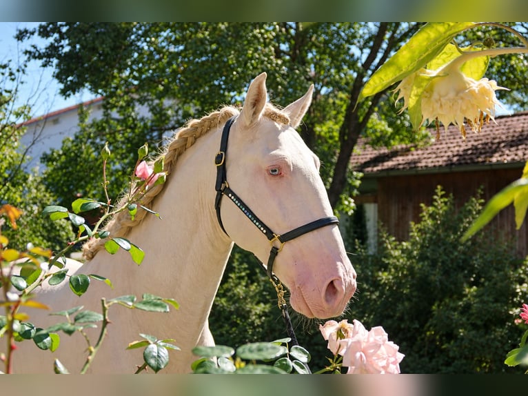 Lusitano Stallion 4 years 16 hh Perlino in Dirlewang