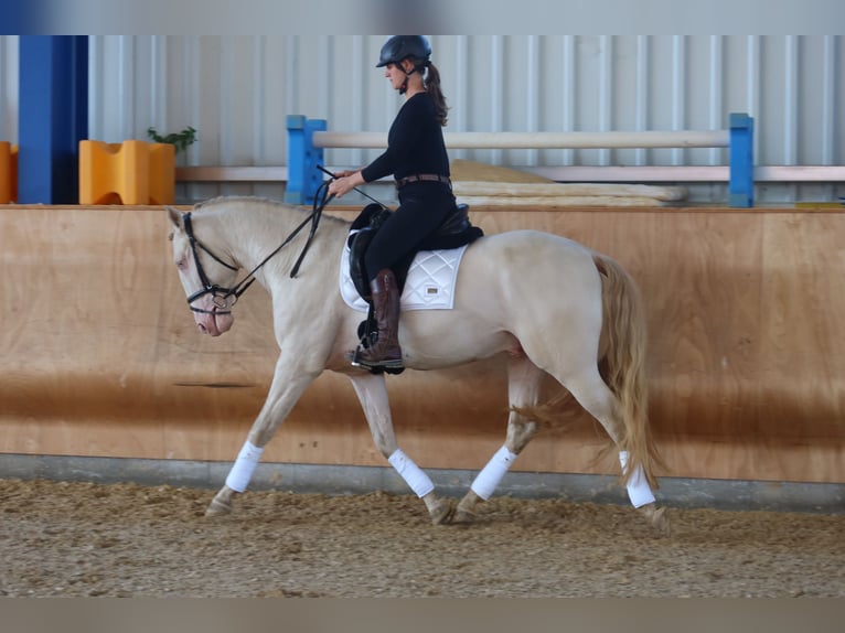 Lusitano Stallion 4 years 16 hh Perlino in Dirlewang