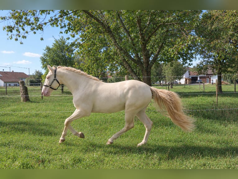 Lusitano Stallion 4 years 16 hh Perlino in Dirlewang