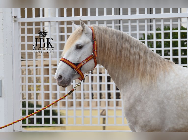 Lusitano Stallion 4 years 16 hh Perlino in Oro Verde