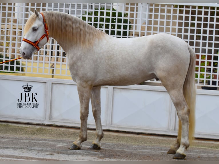 Lusitano Stallion 4 years 16 hh Perlino in Tabernas Almeria