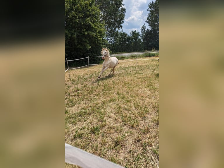 Lusitano Stallion 4 years 16 hh Perlino in OrbisBischheim