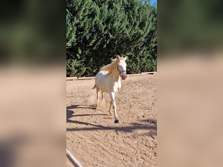Lusitano Stallion 4 years 16 hh Perlino in OrbisBischheim