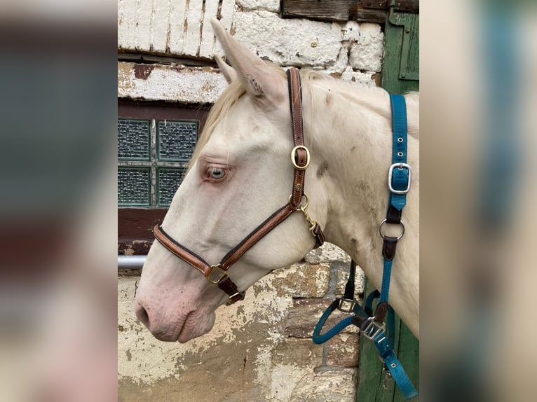 Lusitano Stallion 4 years 16 hh Perlino in OrbisBischheim