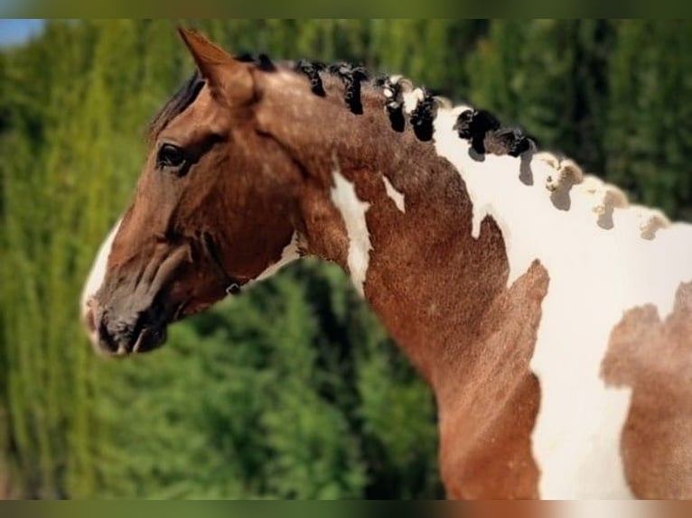 Lusitano Mix Stallion 4 years 16 hh Pinto in Sevilla