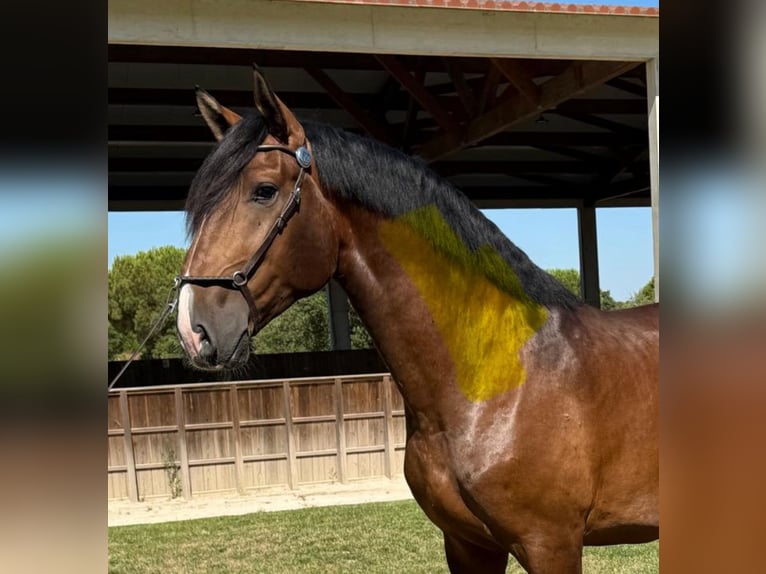 Lusitano Stallion 4 years 16,1 hh Brown in Lissabon