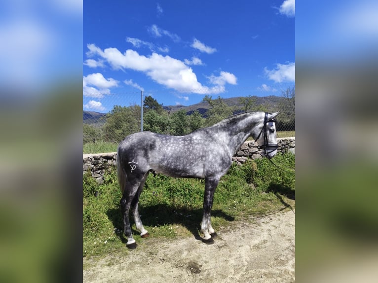 Lusitano Stallion 4 years 16,1 hh in Valdecaballeros