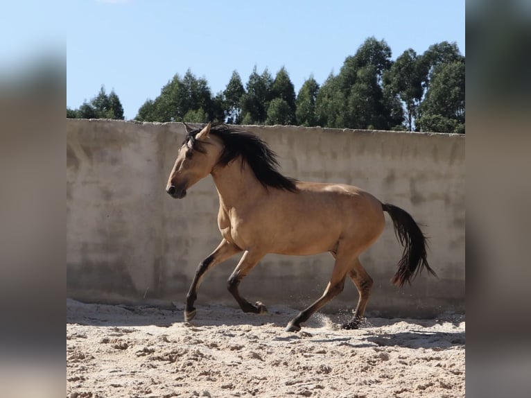 Lusitano Stallion 4 years 16,1 hh Dun in Rio Maior