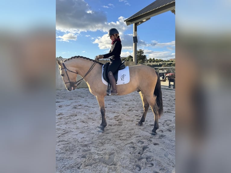 Lusitano Stallion 4 years 16,1 hh Dun in Torres Vedras