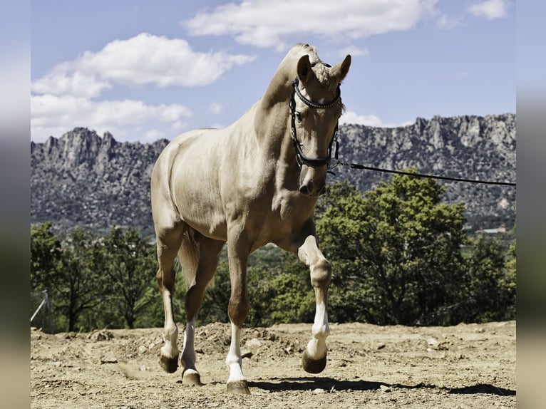 Lusitano Mix Stallion 4 years 16,2 hh Pearl in La Cabrera