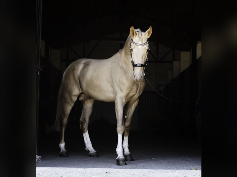 Lusitano Mix Stallion 4 years 16,2 hh Pearl in La Cabrera
