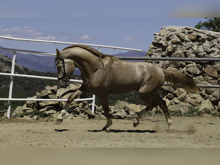 Lusitano Mix Stallion 4 years 16,2 hh Pearl in La Cabrera