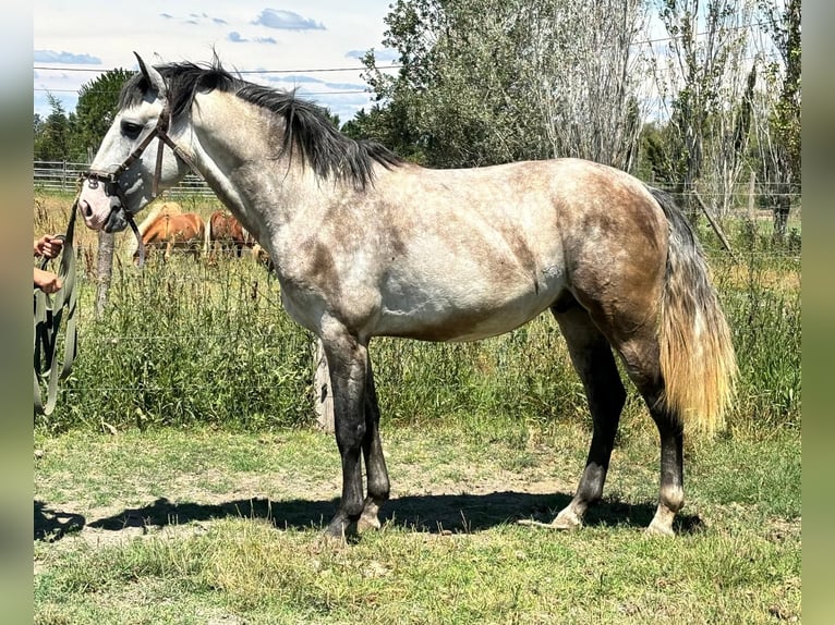 Lusitano Stallion 4 years Gray in Arles