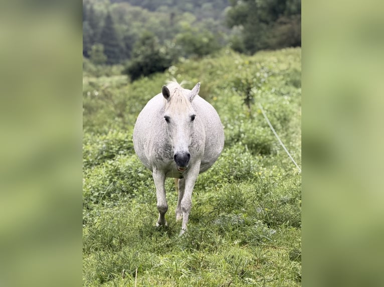 Lusitano Stallion 4 years Grey-Dark-Tan in Saint-Étienne