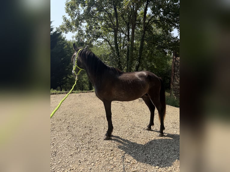 Lusitano Stallion 4 years Grey-Dark-Tan in Saint-Étienne