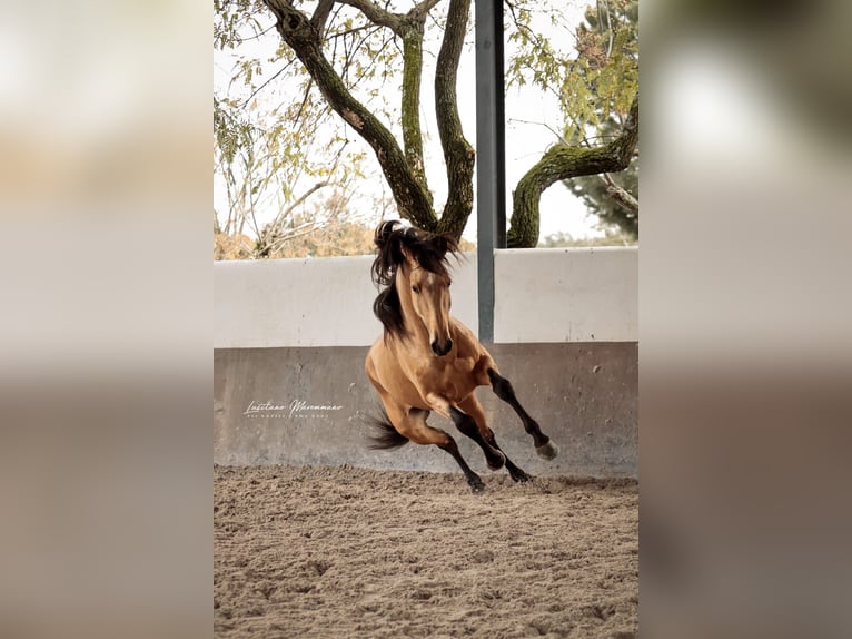 Lusitano Stallion 5 years 15.1 hh Dun in Vila Viçosa