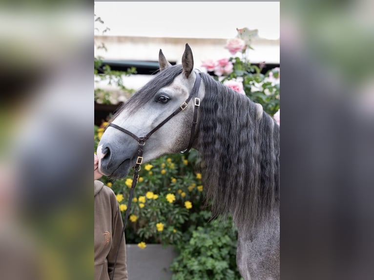Lusitano Stallion 5 years 15.1 hh Grey-Dapple in Vila Viçosa