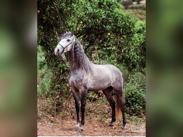 Lusitano Stallion 5 years 15.1 hh Grey-Dapple in Vila Viçosa