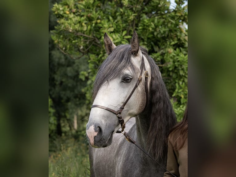 Lusitano Stallion 5 years 15.1 hh Grey-Dapple in Vila Viçosa