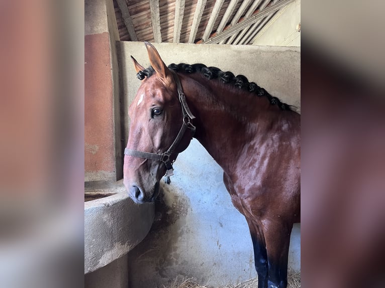 Lusitano Mix Stallion 5 years 15.2 hh Bay in Alcochete