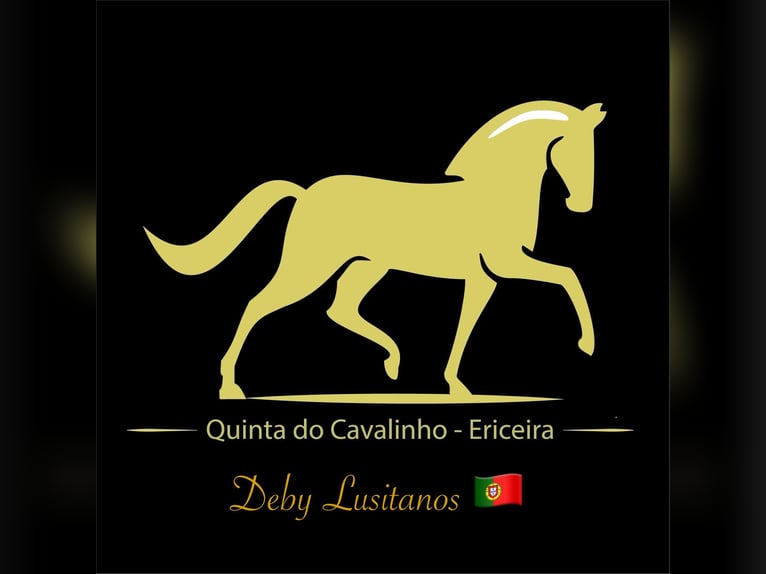 Lusitano Stallion 5 years 15,2 hh Chestnut in Ericeira