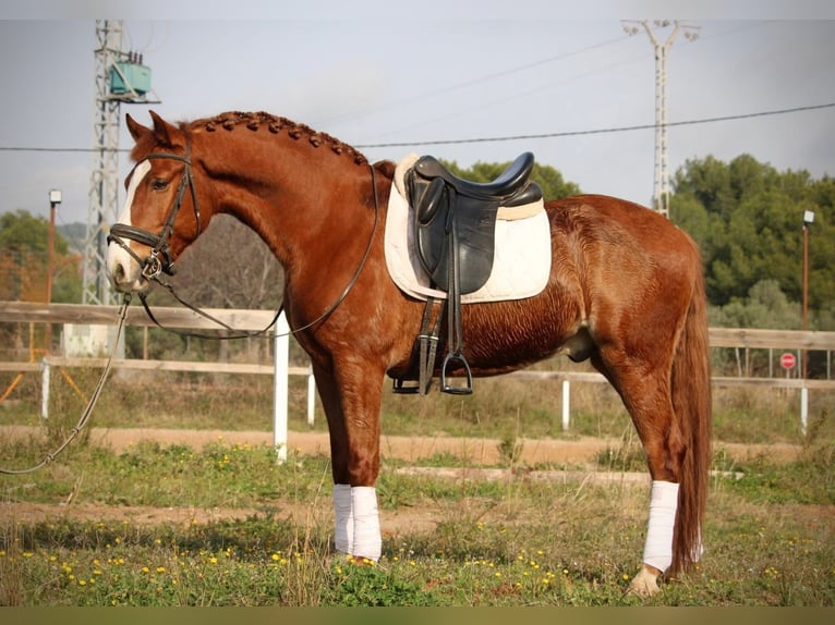Lusitano Stallion 5 years 15.2 hh Chestnut-Red in Martfeld
