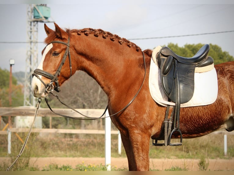 Lusitano Stallion 5 years 15.2 hh Chestnut-Red in Martfeld