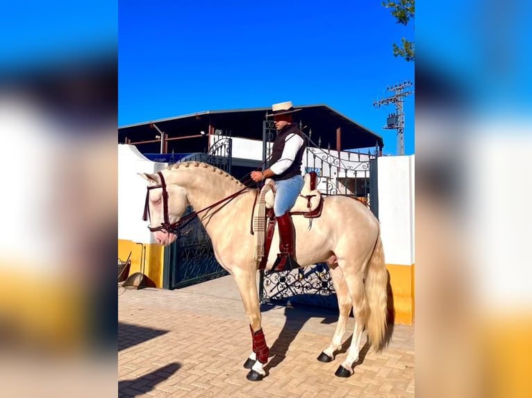 Lusitano Stallion 5 years 15.3 hh Cremello in Martfeld