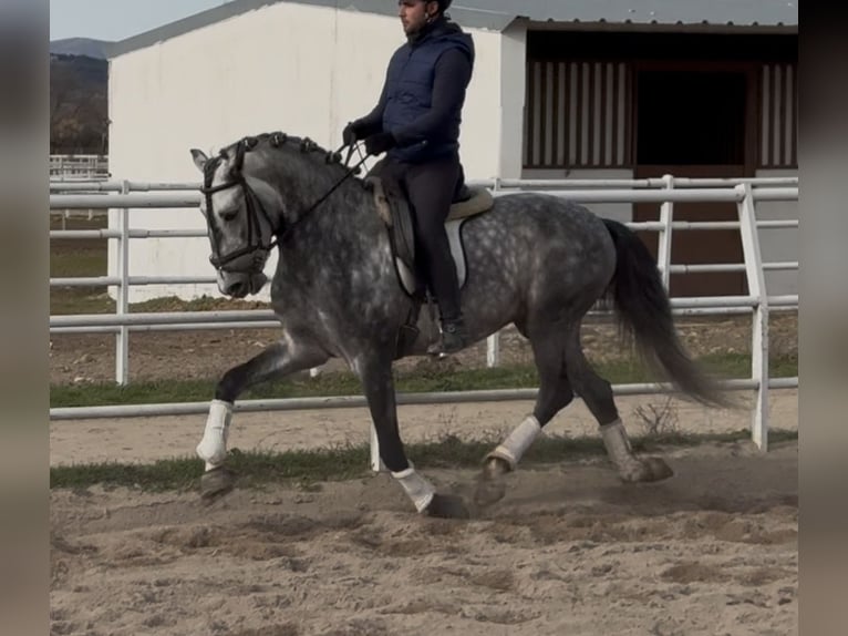 Lusitano Stallion 5 years 15.3 hh Grey-Dapple in Madrid
