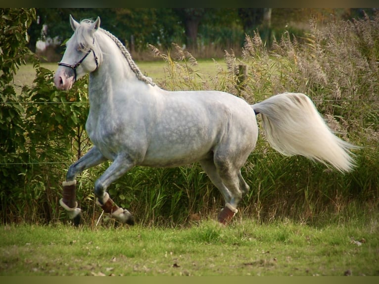 Lusitano Stallion 5 years 15.3 hh Grey in Bredene