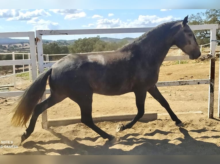 Lusitano Stallion 5 years 15 hh Gray in Huelva
