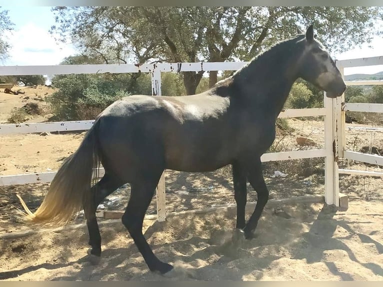 Lusitano Stallion 5 years 15 hh Gray in Huelva