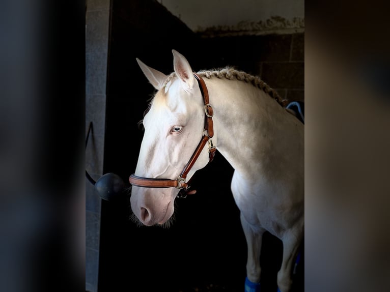 Lusitano Stallion 5 years 15,1 hh Cremello in Rio Maior