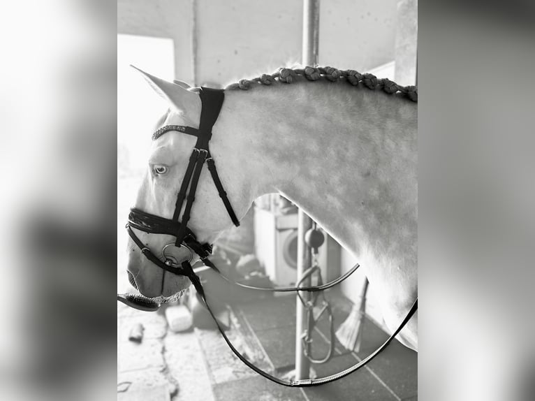 Lusitano Stallion 5 years 15,1 hh Cremello in Rio Maior