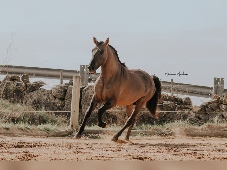 Lusitano Stallion 5 years 15,1 hh Grullo in Lissabon