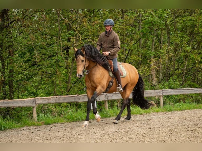 Lusitano Stallion 5 years 15,2 hh Buckskin in Trier