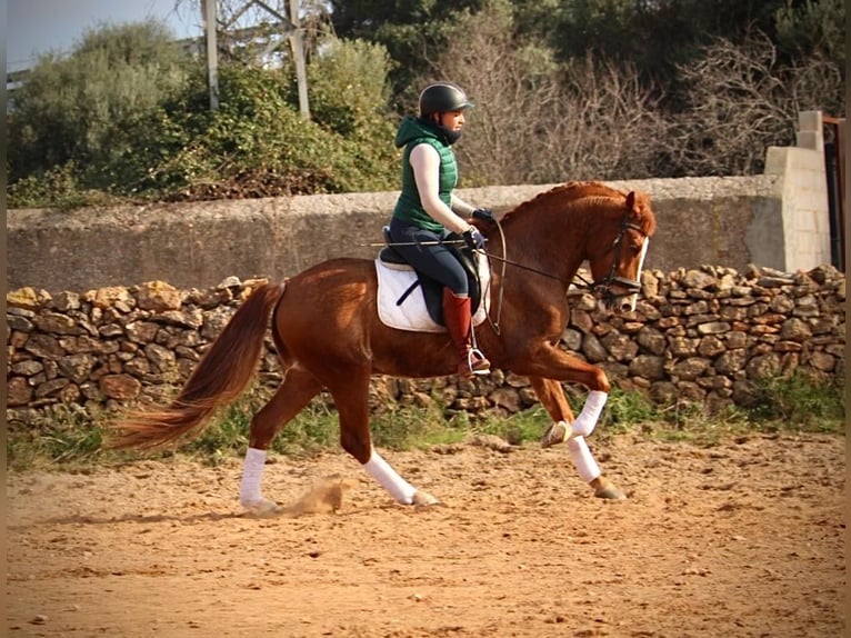 Lusitano Stallion 5 years 15,2 hh Chestnut-Red in Martfeld