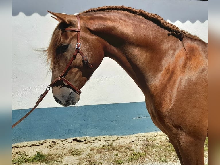 Lusitano Stallion 5 years 15,2 hh Chestnut-Red in Lagoa da Palha
