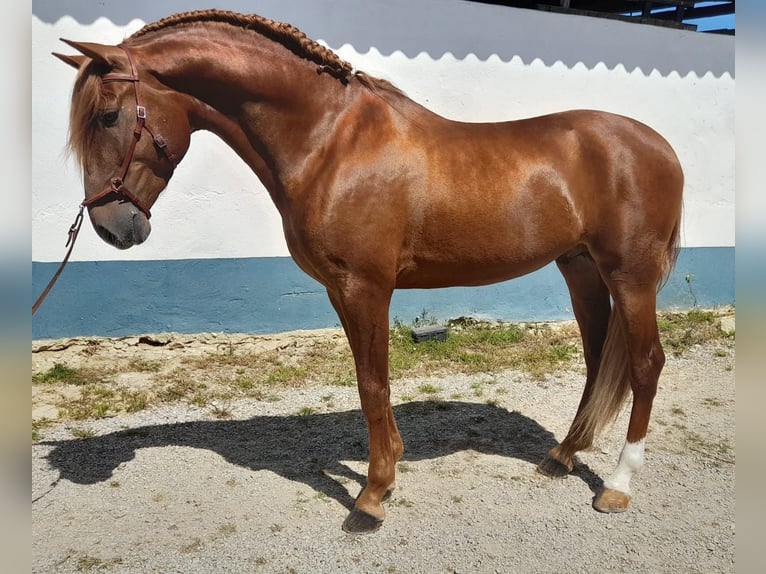 Lusitano Stallion 5 years 15,2 hh Chestnut-Red in Lagoa da Palha
