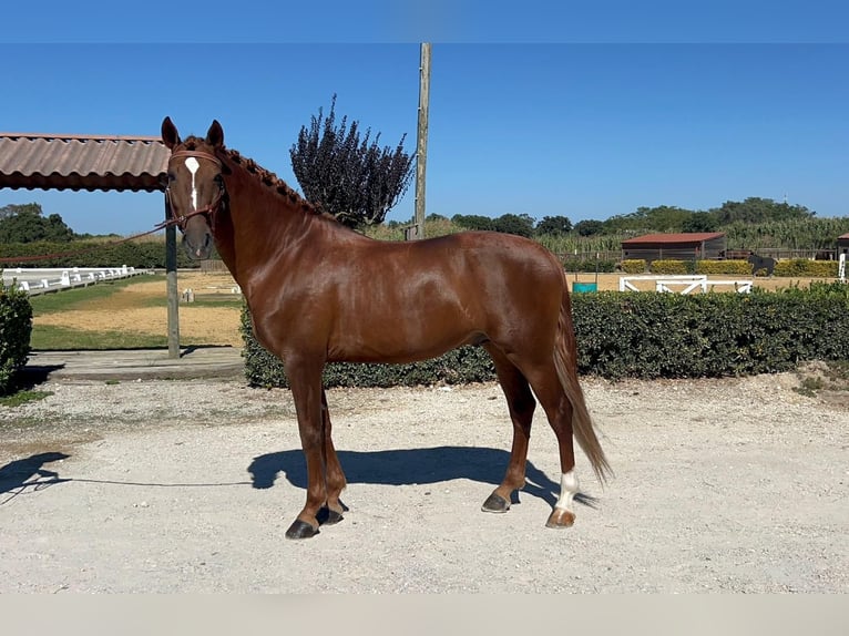 Lusitano Stallion 5 years 15,2 hh Chestnut-Red in Lagoa da Palha