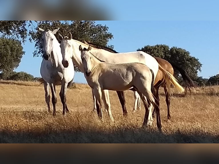 Lusitano Stallion 5 years 15,2 hh Dun in Gro&#xDF;-Umstadt