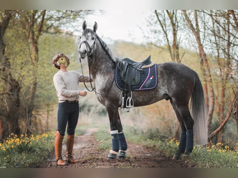 Lusitano Stallion 5 years 15,2 hh Grey in Coruche