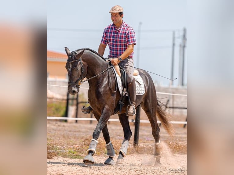 Lusitano Stallion 5 years 15,2 hh Grey in Rio Maior