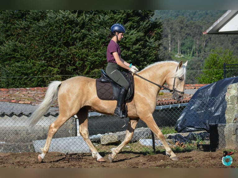Lusitano Stallion 5 years 15,2 hh Pearl in Caldas De Reis (Casco Urbano)
