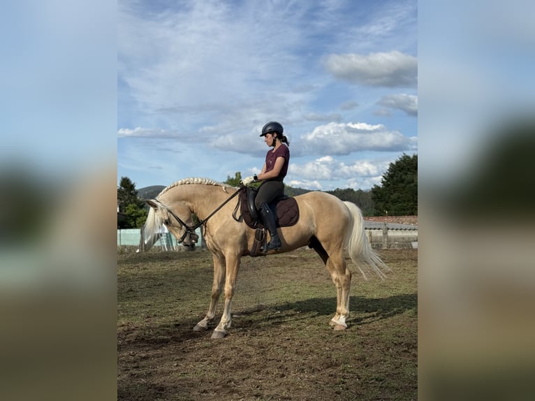 Lusitano Stallion 5 years 15,2 hh Pearl in Caldas De Reis (Casco Urbano)