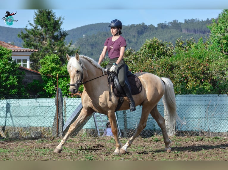Lusitano Stallion 5 years 15,2 hh Pearl in Caldas De Reis (Casco Urbano)